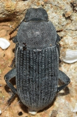 Phylan gibbulus