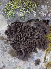 Umbilicaria polyphylla