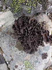 Umbilicaria polyphylla