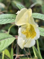 Impatiens scabrida
