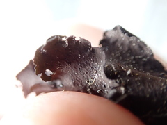 Umbilicaria polyphylla