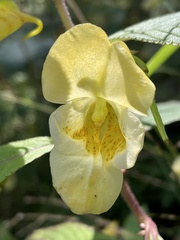 Impatiens scabrida
