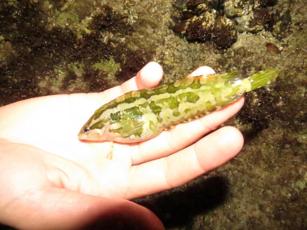 Grass Klipfish