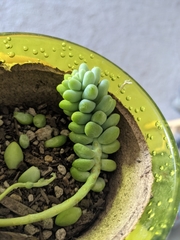 Sedum burrito
