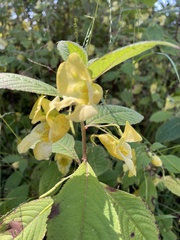 Impatiens scabrida