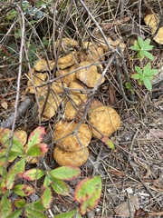 Suillus decipiens