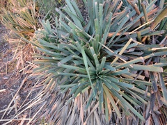 Dasylirion cedrosanum