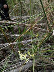 Symphionema paludosum