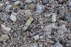 Chauliognathus misellus