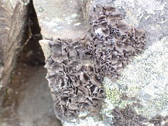 Umbilicaria polyphylla