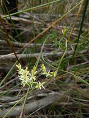 Symphionema paludosum