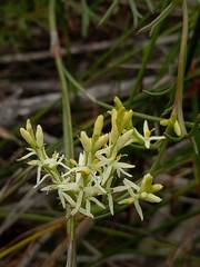 Symphionema paludosum