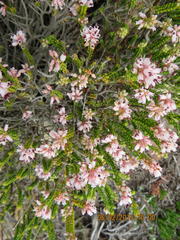 Erica petraea
