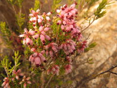 Erica petraea