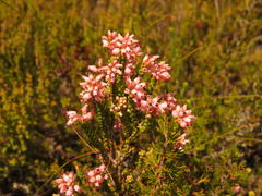 Erica petraea