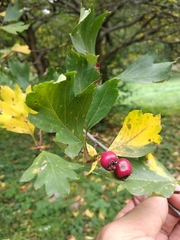 Crataegus dsungarica