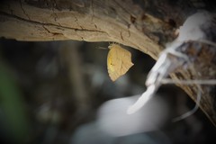 Abaeis mexicana