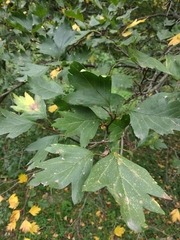 Crataegus dsungarica