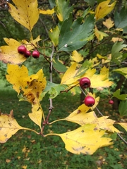 Crataegus dsungarica