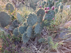 Opuntia cacanapa