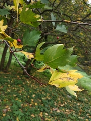 Crataegus dsungarica