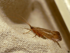 Limnephilus ignavus