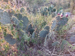 Opuntia cacanapa