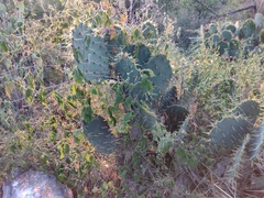 Opuntia cacanapa
