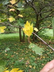 Crataegus dsungarica