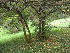Crataegus dsungarica