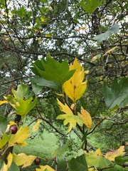 Crataegus dsungarica
