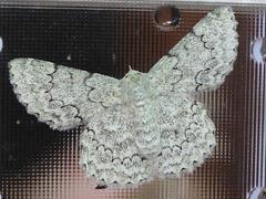 Pingasa abyssiniaria