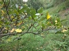 Crataegus dsungarica