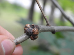 Kermesidae