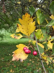 Crataegus dsungarica
