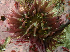 Anthopleura michaelseni