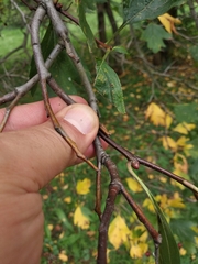 Crataegus dsungarica