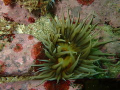 Anthopleura michaelseni