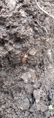 Gonocerus acuteangulatus