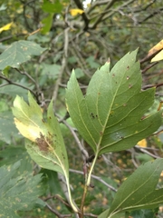 Crataegus dsungarica