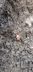 Gonocerus acuteangulatus