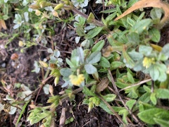 Trifolium dubium