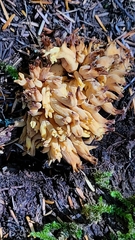 Ramaria lorithamnus