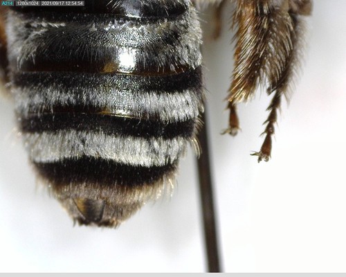 iNaturalist observation photo of Synhalonia