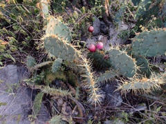 Opuntia cacanapa