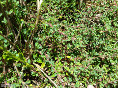 Cliffortia tricuspidata