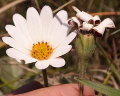 Dimorphotheca caulescens