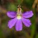 紫草海桐 - Photo 由 Reiner Richter 所上傳的 (c) Reiner Richter，保留部份權利CC BY-NC-SA