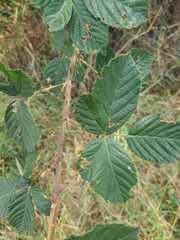 Rubus pascuus
