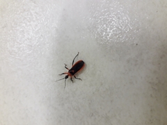 Pseudozirta henriquesi